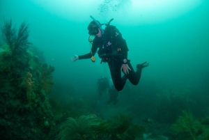 Cape Town: Discover Scuba Diving - 1 day experience