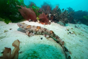 Le Cap : Découverte de la plongée sous-marine - 1 journée