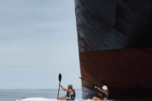 Cape Town: Dolphin & Ocean Wildlife Kayaking Adventure ⚓️