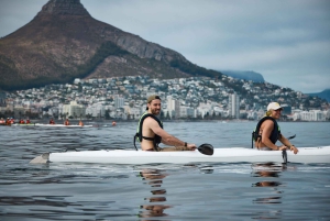 Cape Town: Dolphin & Ocean Wildlife Kayaking Adventure ⚓️
