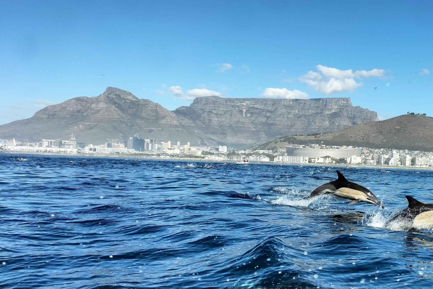 Kapstadt: Marine Wildlife Safari Tour von der V&A Waterfront