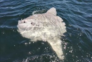 Cape Town: Marine Biologist Led Safari Tour - V&A Waterfront
