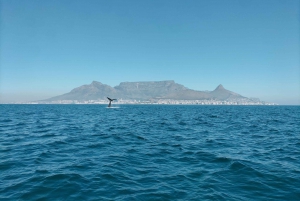 Cape Town: Marine Biologist Led Safari Tour - V&A Waterfront
