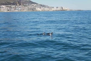 Cape Town: Marine Biologist Led Safari Tour - V&A Waterfront