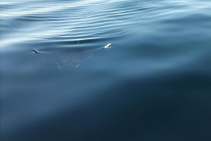 Cape Town: Marine Biologist Led Safari Tour - V&A Waterfront