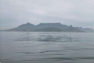 Cape Town: Marine Biologist Led Safari Tour - V&A Waterfront