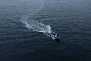 Cape Town: Marine Biologist Led Safari Tour - V&A Waterfront