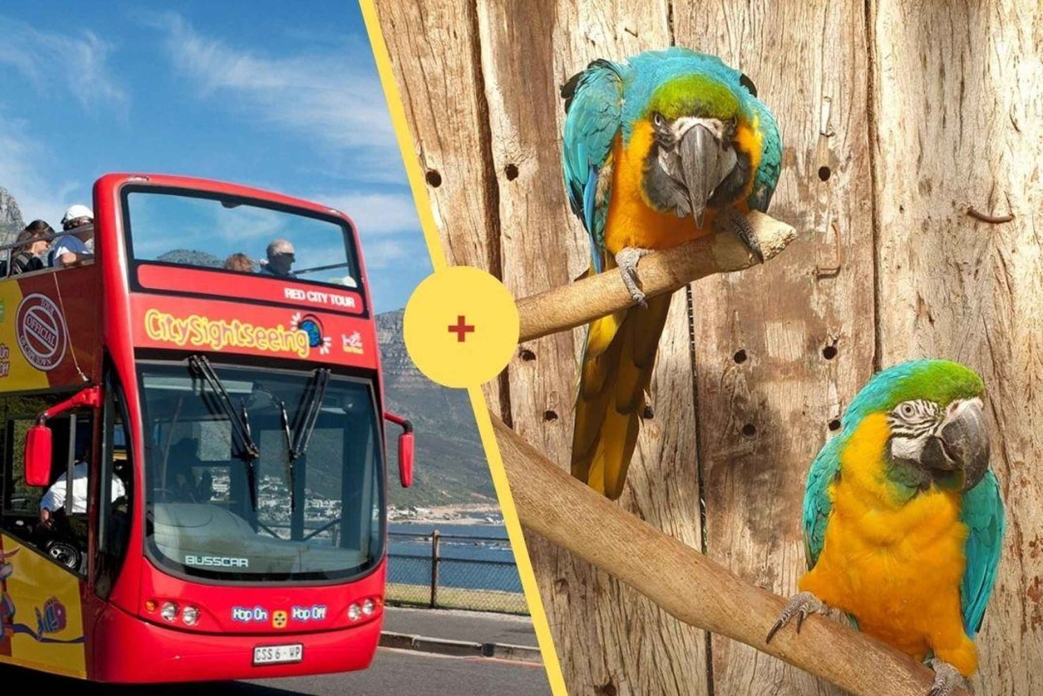 Cape Town: Family Hop-On Hop-Off Bus + World of Birds Entry