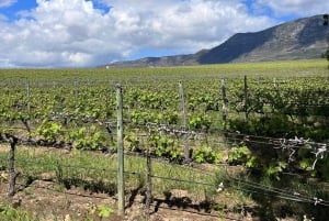 Cape Town: Franschhoek og tur med vintrikk