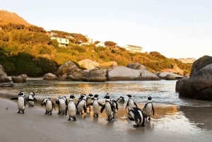 Kaapstad: Dagvullende tour over het Kaapschiereiland en de pinguïns