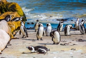 Kaapstad: Dagvullende tour over het Kaapschiereiland en de pinguïns