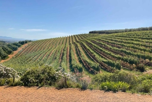 Kapstadt Ganztagestour Geparden Outreach & Winelands Private Tour