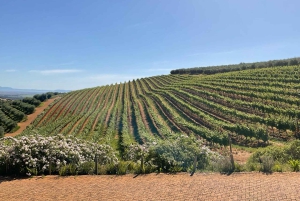 Kapstadt Ganztagestour Geparden Outreach & Winelands Private Tour