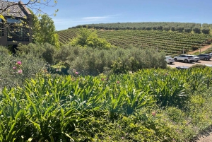 Kapstadt Ganztagestour Geparden Outreach & Winelands Private Tour