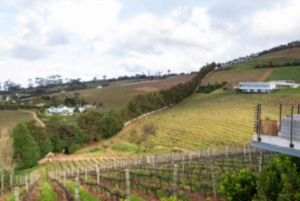 Kapstadt: Private Ganztagestour durch die Stadt und die Winelands