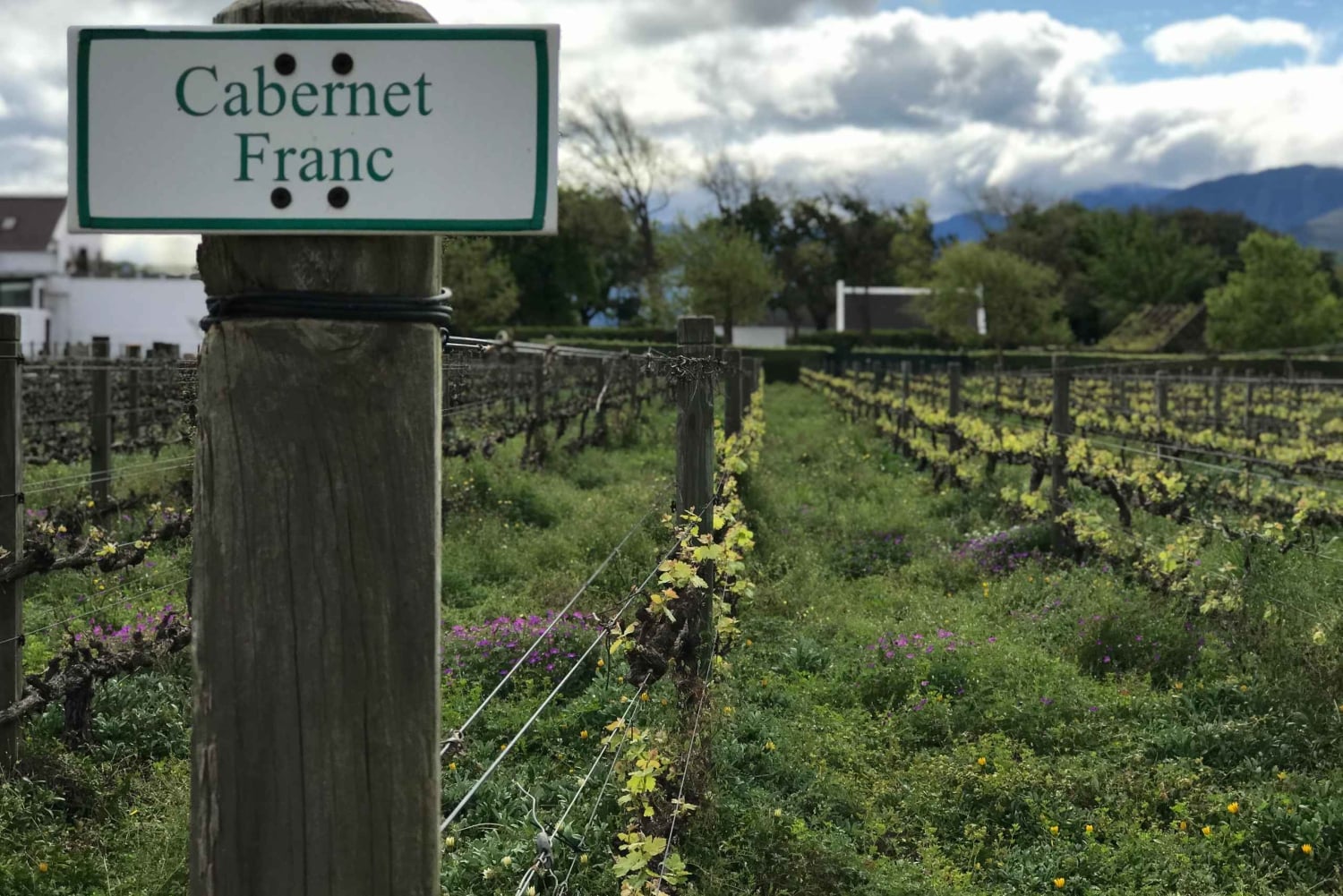 Città del Capo: Tour di un giorno intero dei vini di Stellenbosch e Franschhoek