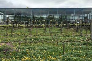 Città del Capo: Tour di un giorno intero dei vini di Stellenbosch e Franschhoek