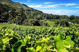 Città del Capo: tour privato del vino con degustazione e cibo