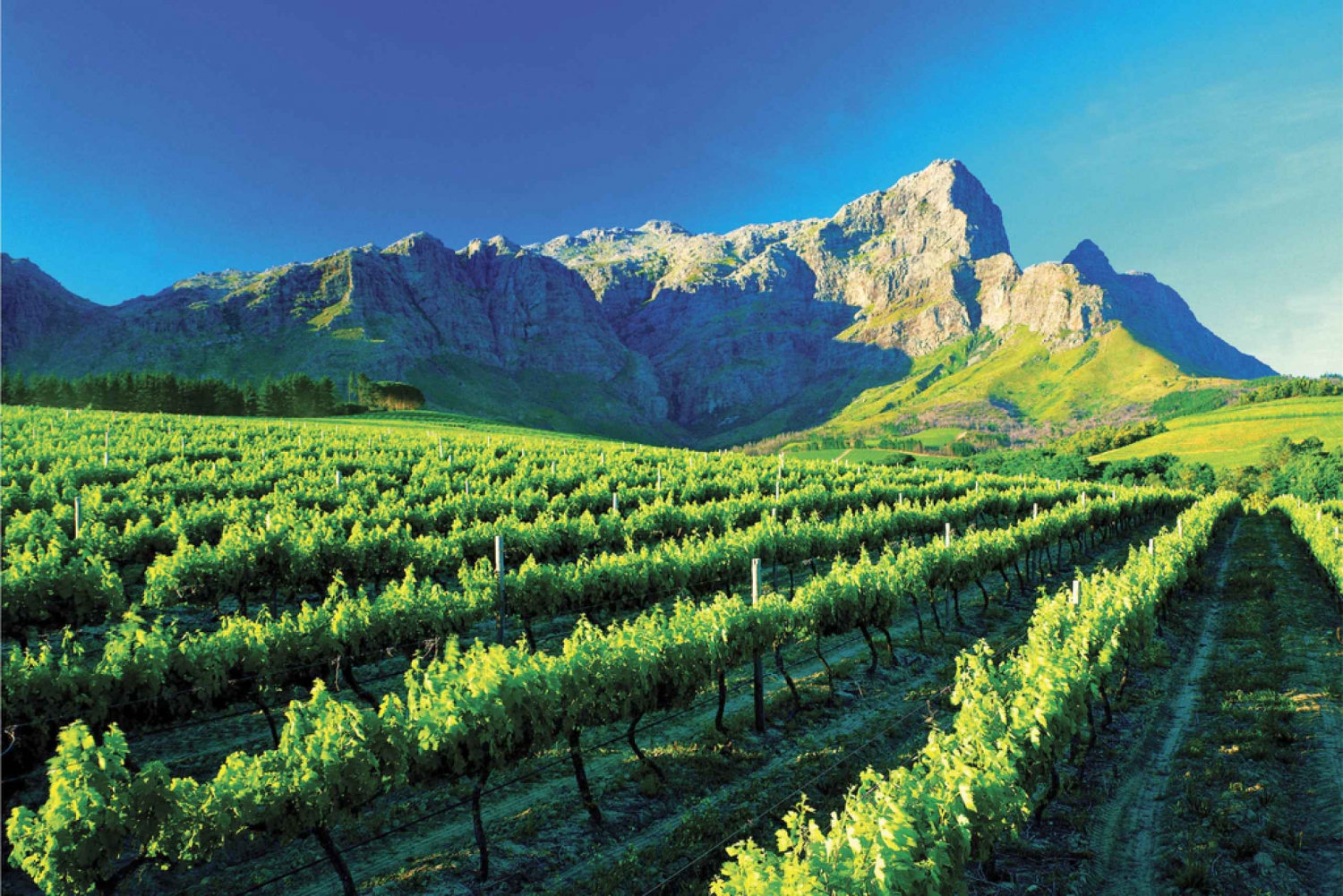 Cape Town Full-Day Winelands Tour