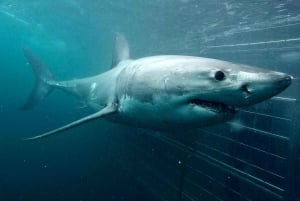 ケープタウン：ガンズバーイの環境に優しいサメのケージ ダイビング クルーズ