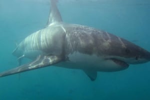 Kapsztad: Gansbaai ekologiczny rejs nurkowy w klatce z rekinami