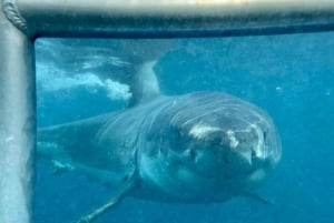 Ciudad del Cabo : Crucero ecológico en jaula para bucear con tiburones en Gansbaai