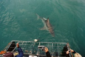 Ciudad del Cabo : Crucero ecológico en jaula para bucear con tiburones en Gansbaai