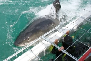 Ciudad del Cabo : Crucero ecológico en jaula para bucear con tiburones en Gansbaai