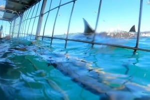 Ciudad del Cabo : Crucero ecológico en jaula para bucear con tiburones en Gansbaai