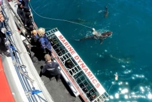 Ciudad del Cabo : Crucero ecológico en jaula para bucear con tiburones en Gansbaai