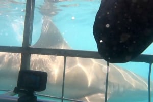 Ciudad del Cabo : Crucero ecológico en jaula para bucear con tiburones en Gansbaai