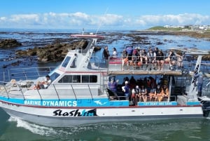 Cape Town: Gansbaai Eco-Friendly Shark Cage Diving Cruise