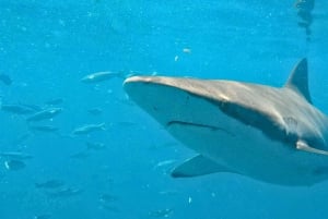 Cape Town: Gansbaai Eco-Friendly Shark Cage Diving Cruise