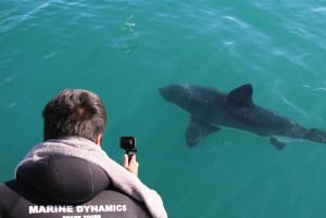 Cape Town: Gansbaai Eco-Friendly Shark Cage Diving Cruise