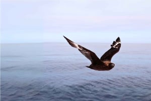 Cape Town: Gansbaai Eco-Friendly Shark Cage Diving Cruise