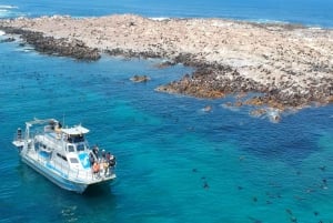 Cape Town: Gansbaai Eco-Friendly Shark Cage Diving Cruise