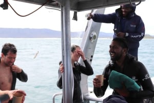 Cape Town: Gansbaai Eco-Friendly Shark Cage Diving Cruise