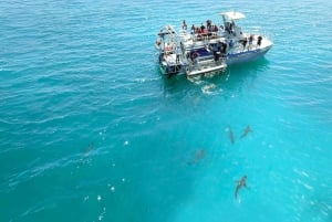 Cape Town: Gansbaai Eco-Friendly Shark Cage Diving Cruise