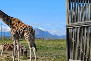 Kapstadt Giraffenhaus, Gepardenbegegnung und Weinverkostung