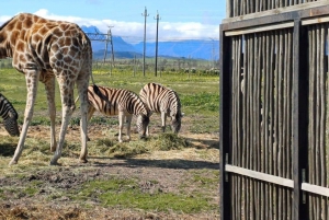 Kapstadt Giraffenhaus, Gepardenbegegnung und Weinverkostung