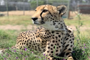 Le Cap : Girafe House, rencontre avec les guépards et dégustation de vin