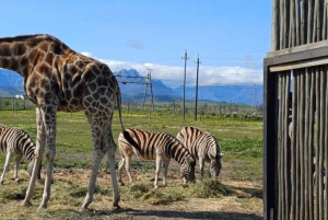 Le Cap : Girafe House, rencontre avec les guépards et dégustation de vin