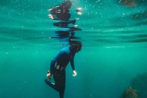 ケープタウン：アフリカ海の森ガイド付きシュノーケリング