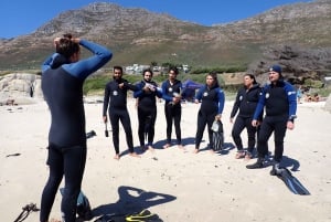 Kaapstad: begeleid snorkelen in het Great African Sea Forest