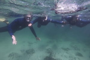 Kapstaden: Guidad snorkling i Great African Sea Forest