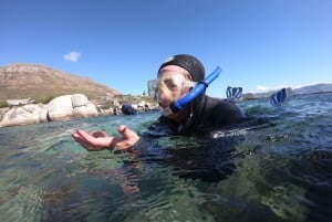 Kaapstad: begeleid snorkelen in het Great African Sea Forest