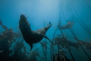 Le Cap : plongée en apnée guidée dans la Great African Sea Forest