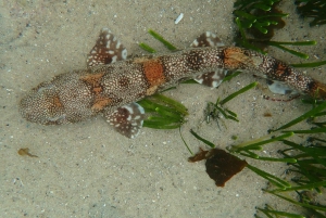 Cape Town: Great African Sea Forest Guided Snorkel