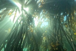 Cape Town: Great African Sea Forest Guided Snorkel