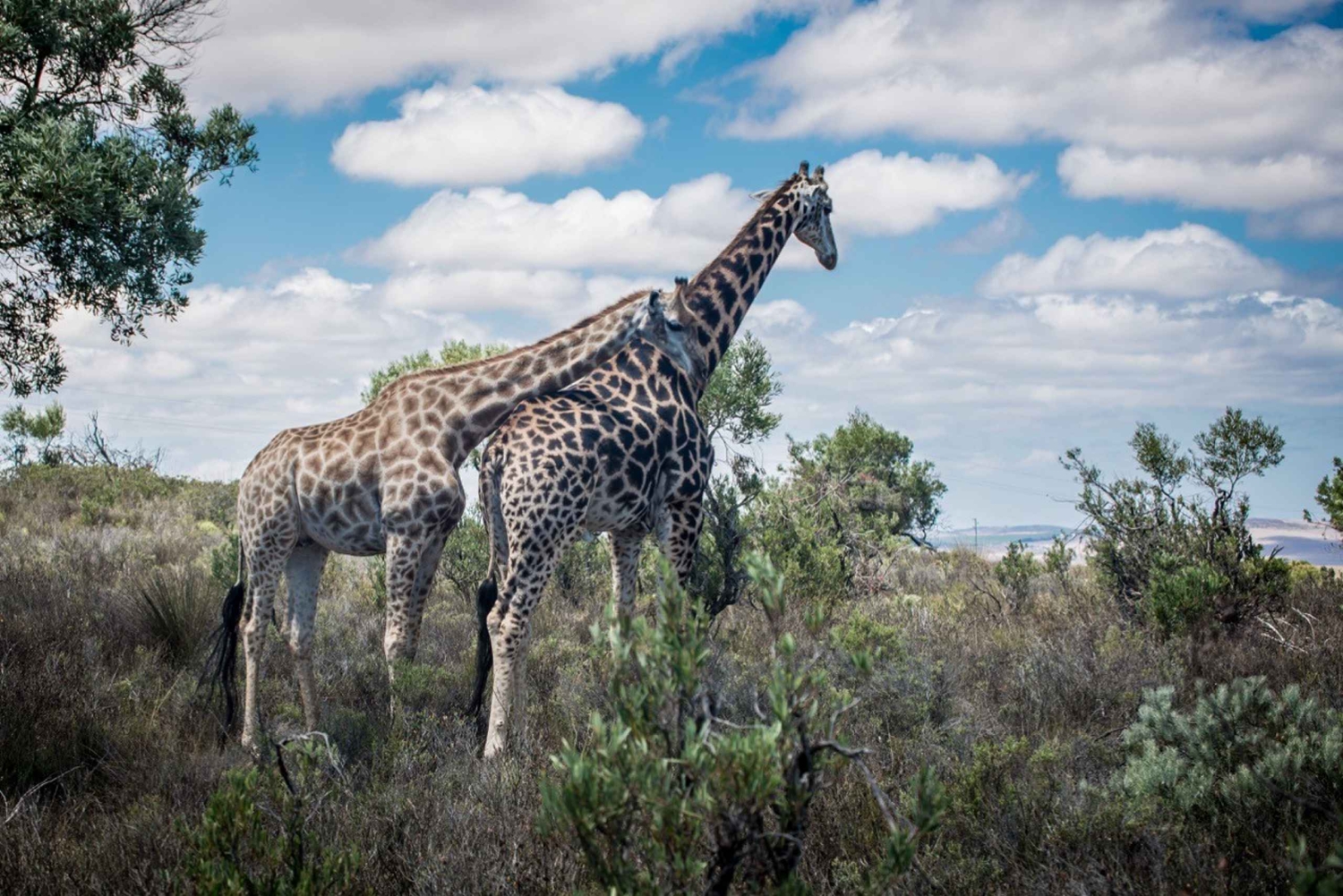 Città del Capo: tour guidato in e-bike safari